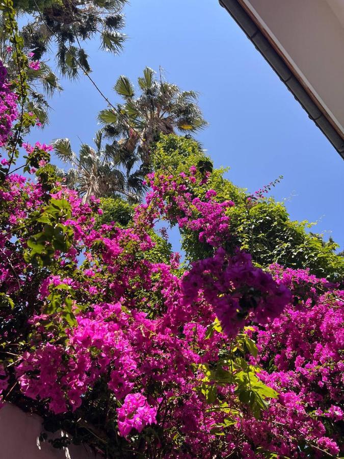 לינה וארוחת בוקר Palma Rosa Camyuva